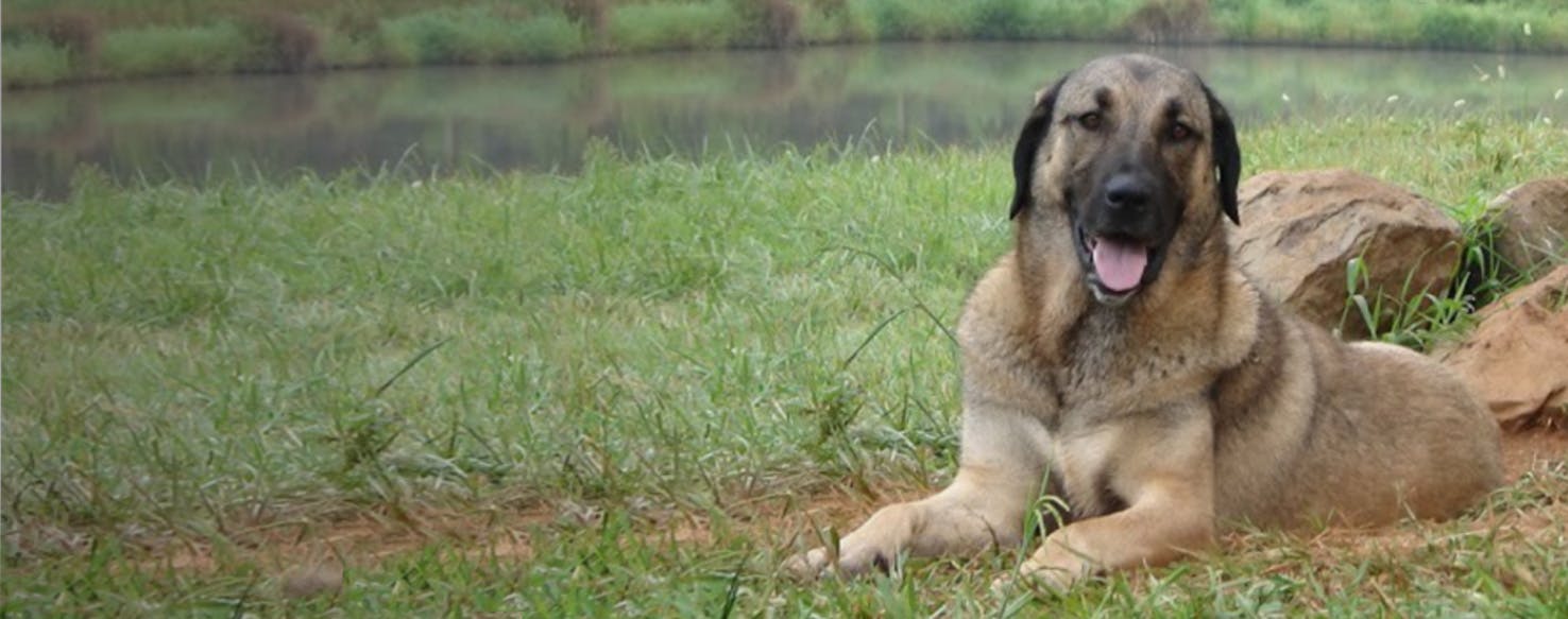 Boz kangal hot sale dog